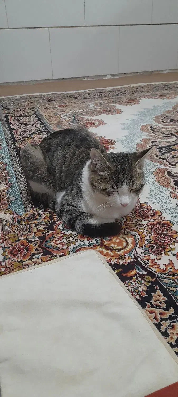 گربه گمشده|گربه|نظرآباد, رسالت|دیوار