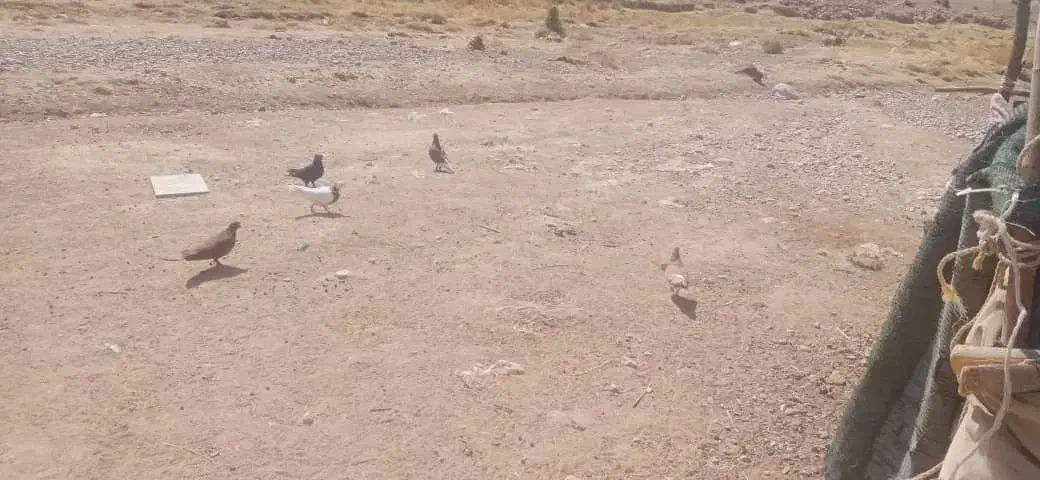 ۸ عدد کبوتر|پرنده|شیراز, انجیره|دیوار