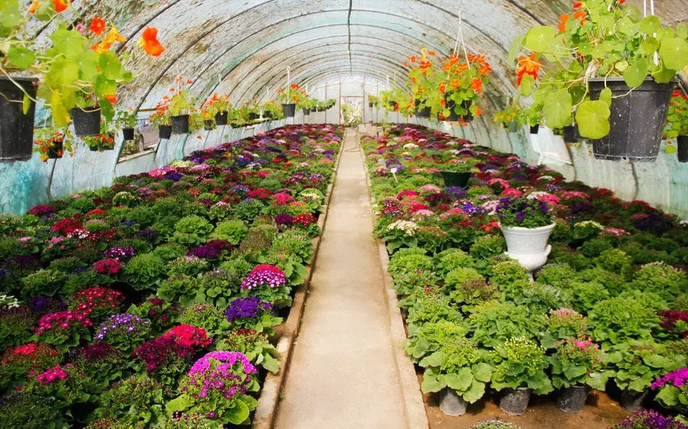 ساخت صفر تا صد گلخانه + تامین تمامی تجهیزات|مصالح و تجهیزات ساختمان|تهران, ستارخان|دیوار