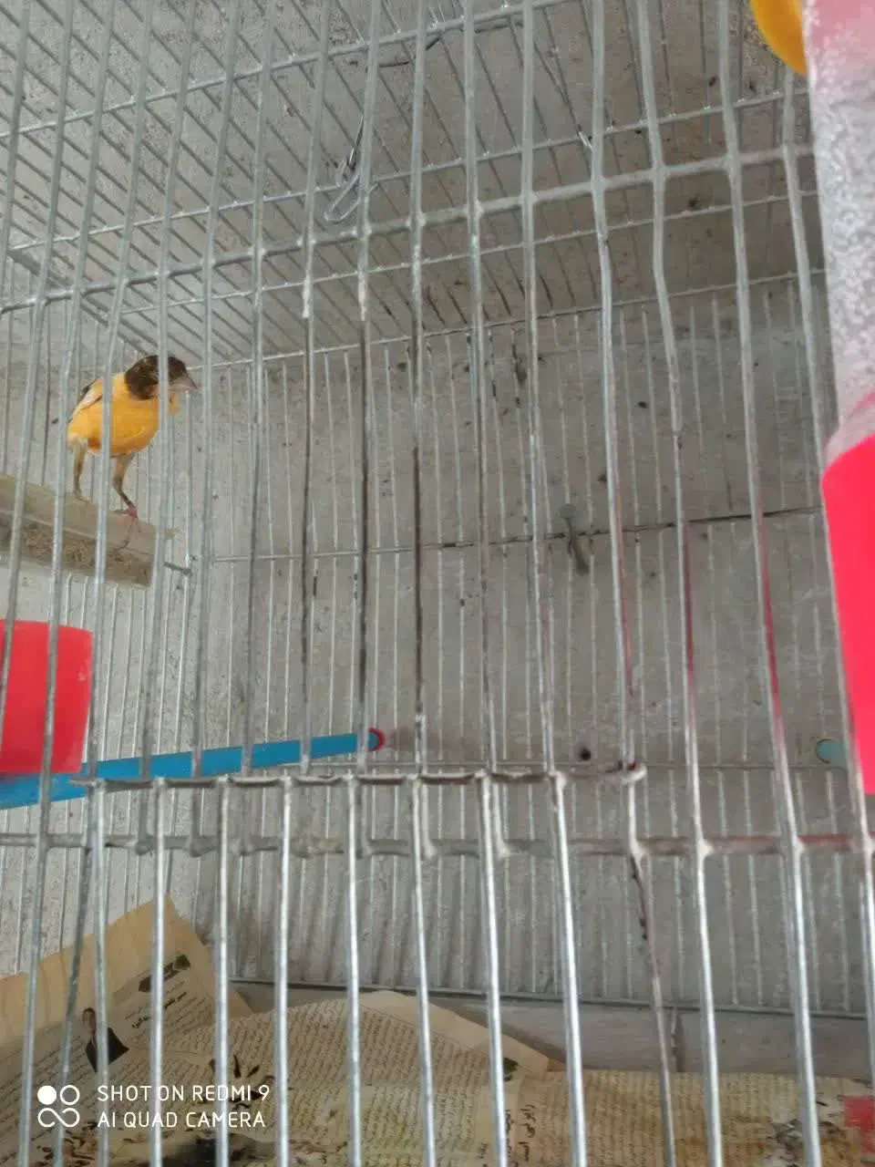 فروش ۱۰جفت قناری قیمت توافقی|پرنده|میانه, |دیوار