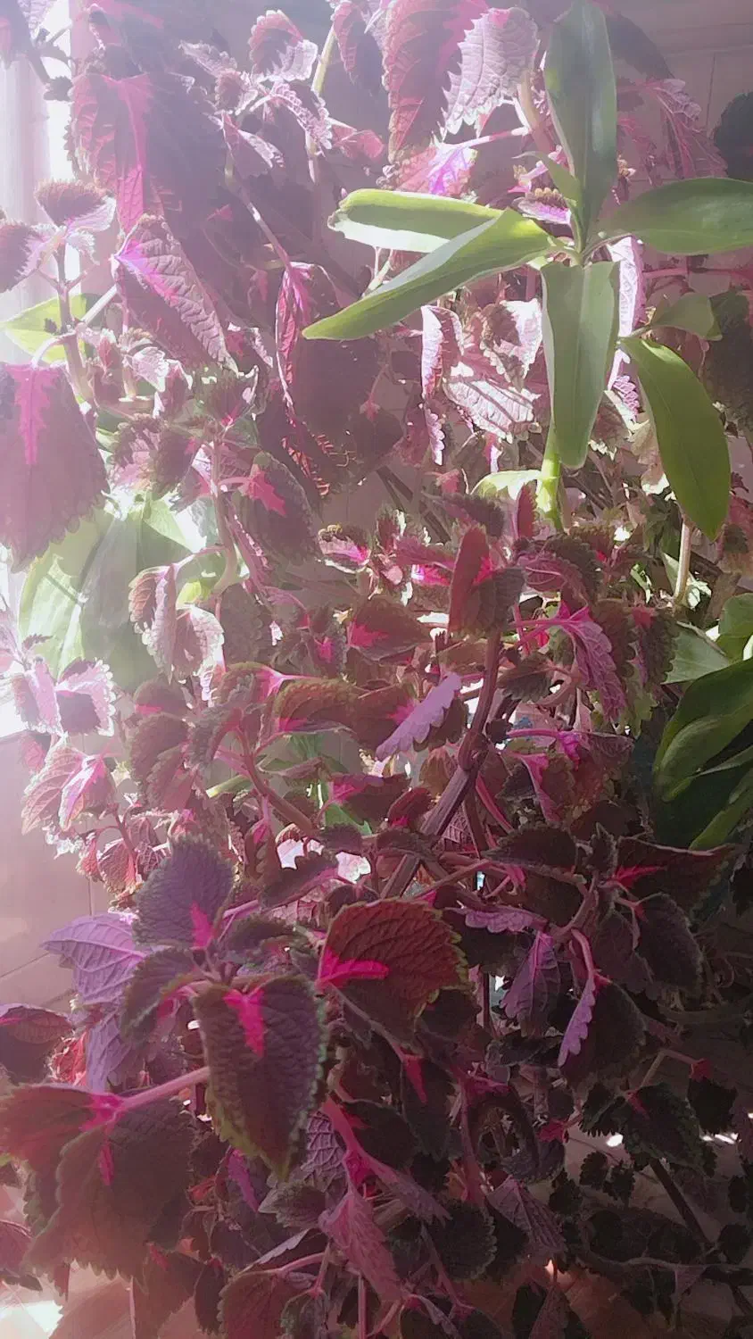 گل حسن یوسف|گل و گیاه طبیعی|مشهد, کوشش|دیوار