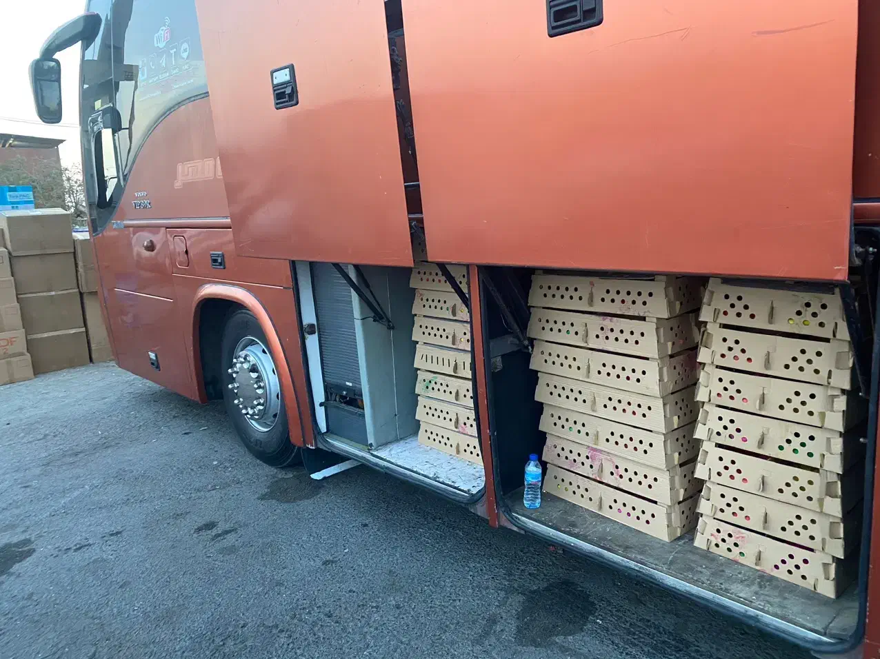 جوجه رنگارنگ نوروز|حیوانات مزرعه|ساوه, |دیوار