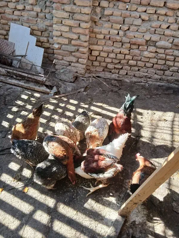 فروش مرغ و خروس|حیوانات مزرعه|گمیشان, |دیوار