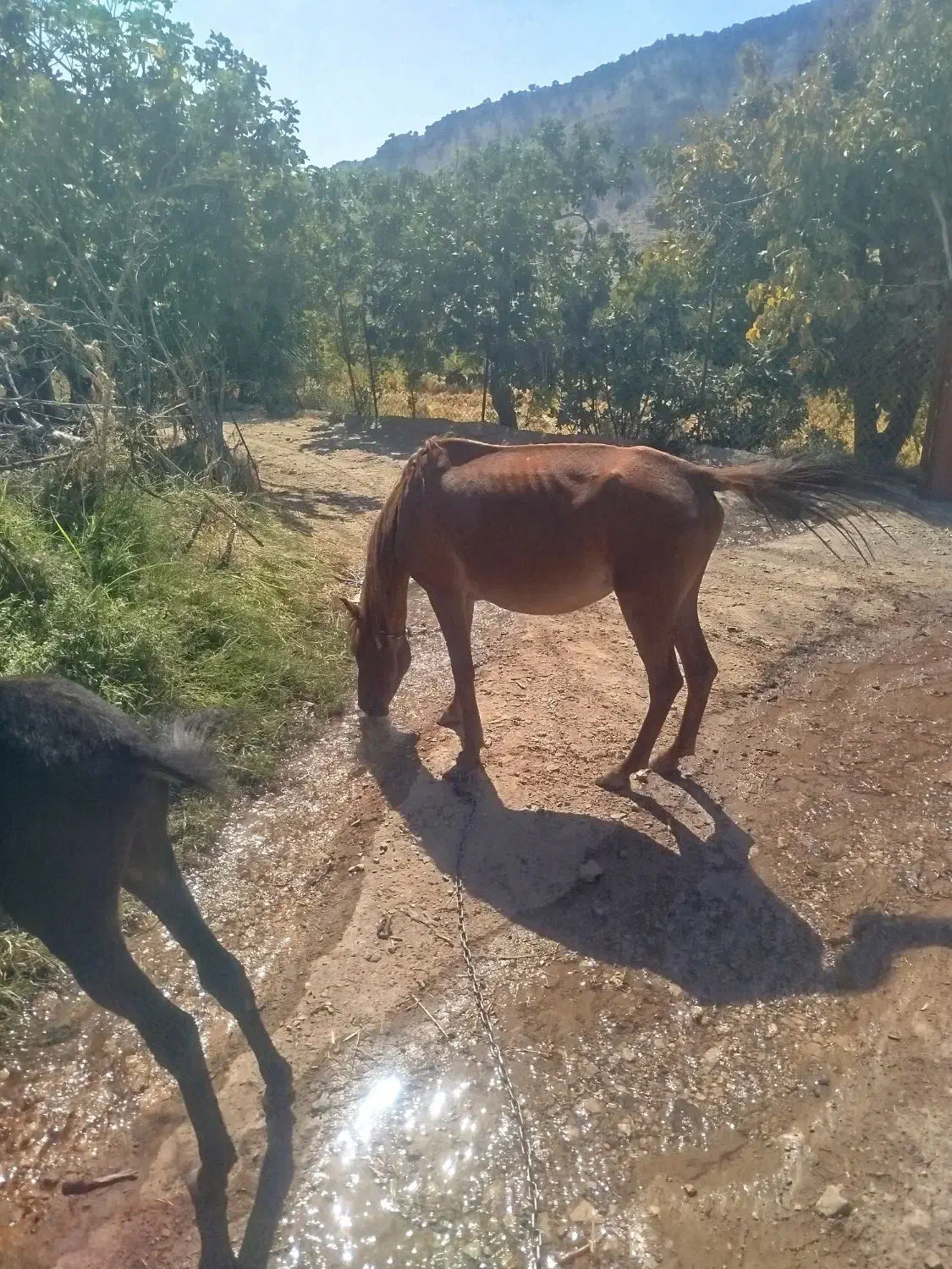 مادیون با قاطر|حیوانات مزرعه|سراب میمه, |دیوار