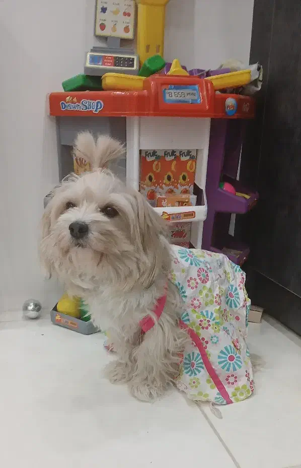 شیتزو تریر اصل|سگ|کرمانشاه, |دیوار