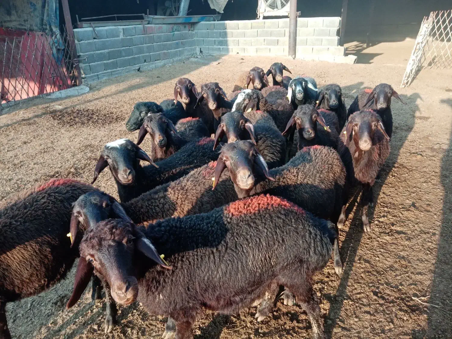 18 رس بره ماده غزل افشار|حیوانات مزرعه|ملکآباد, |دیوار