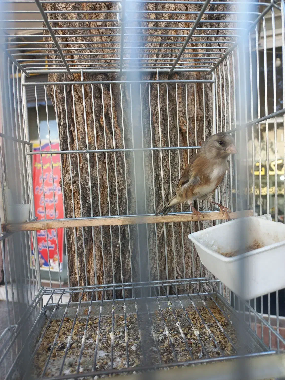 سهره قناری|پرنده|جهرم, |دیوار