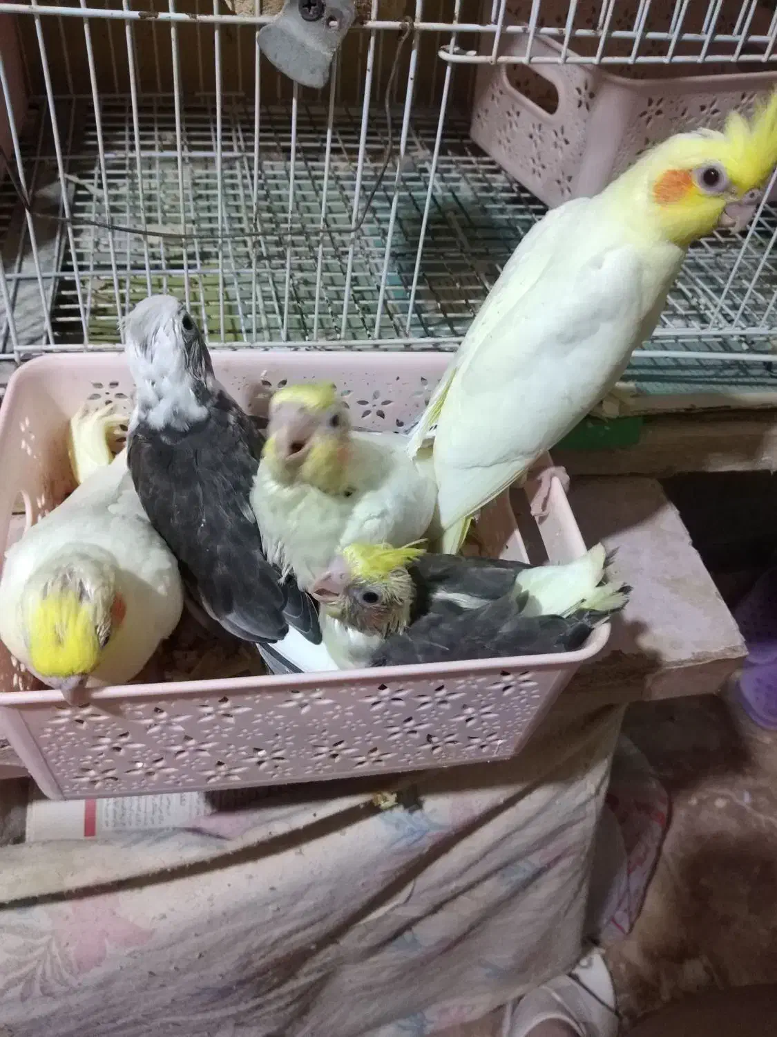 جوجه عروس هلندی سرلاکی|پرنده|گرگان, |دیوار