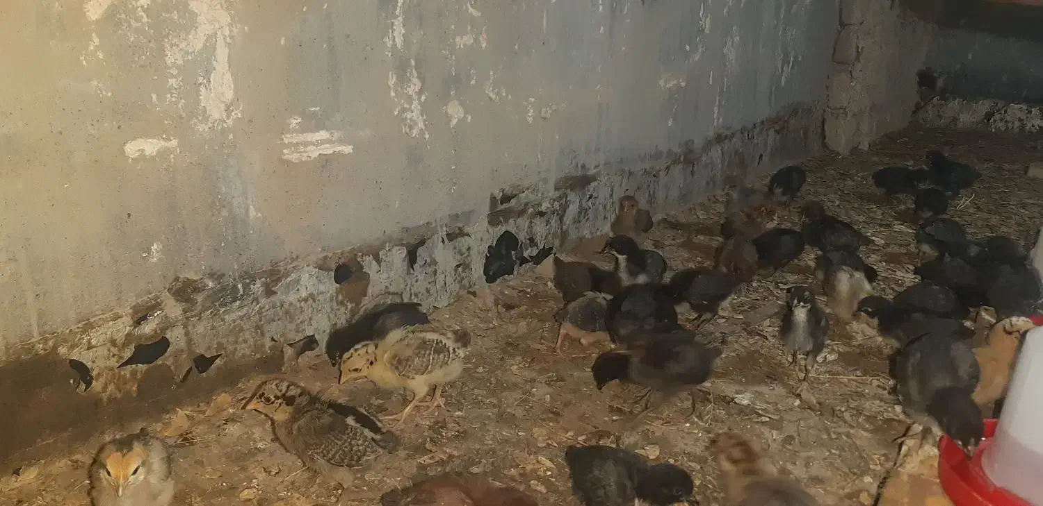 جوجه نیمچه گلین مرغ عربی|حیوانات مزرعه|باوی, |دیوار