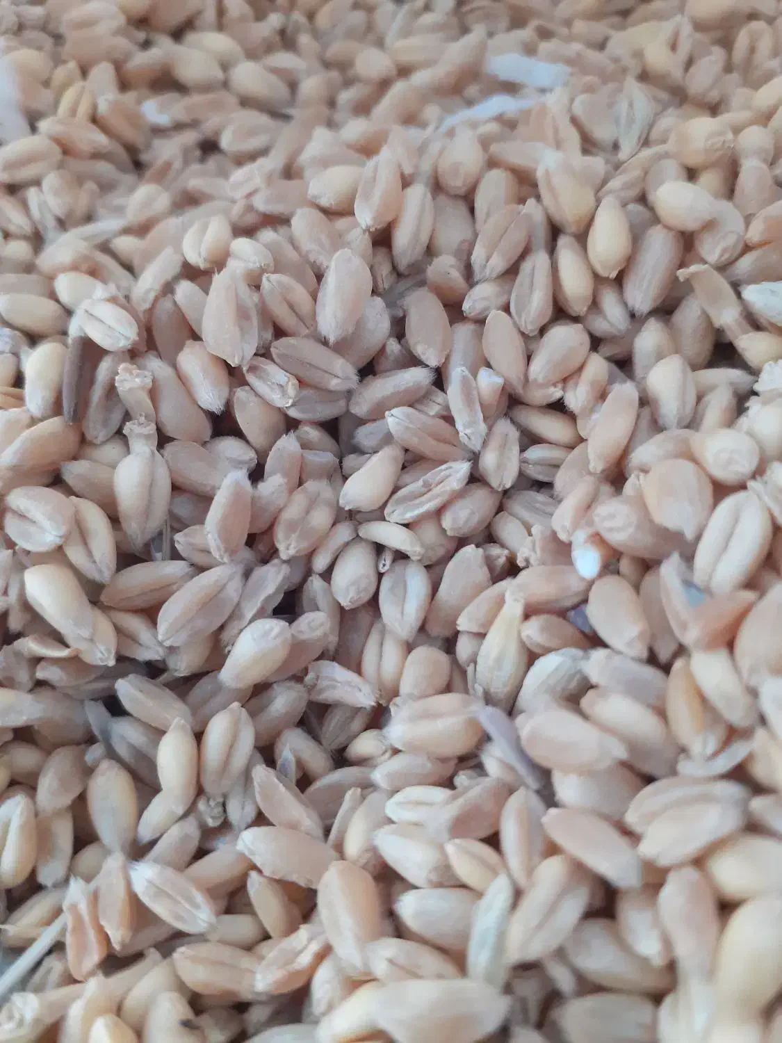 گندم پیشگام درجه یک بذری و تمیز|خوردنی و آشامیدنی|دشتابی, |دیوار