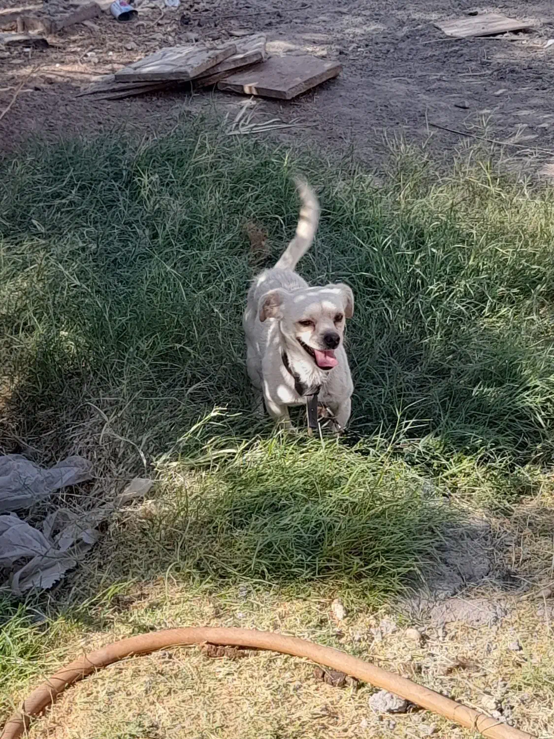 سگ پاکوتاه خیلی باهوش عاشق کودکان|سگ|نرماشیر, |دیوار