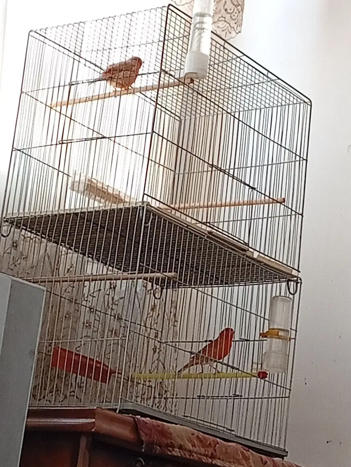 قناری|پرنده|اردکان, |دیوار