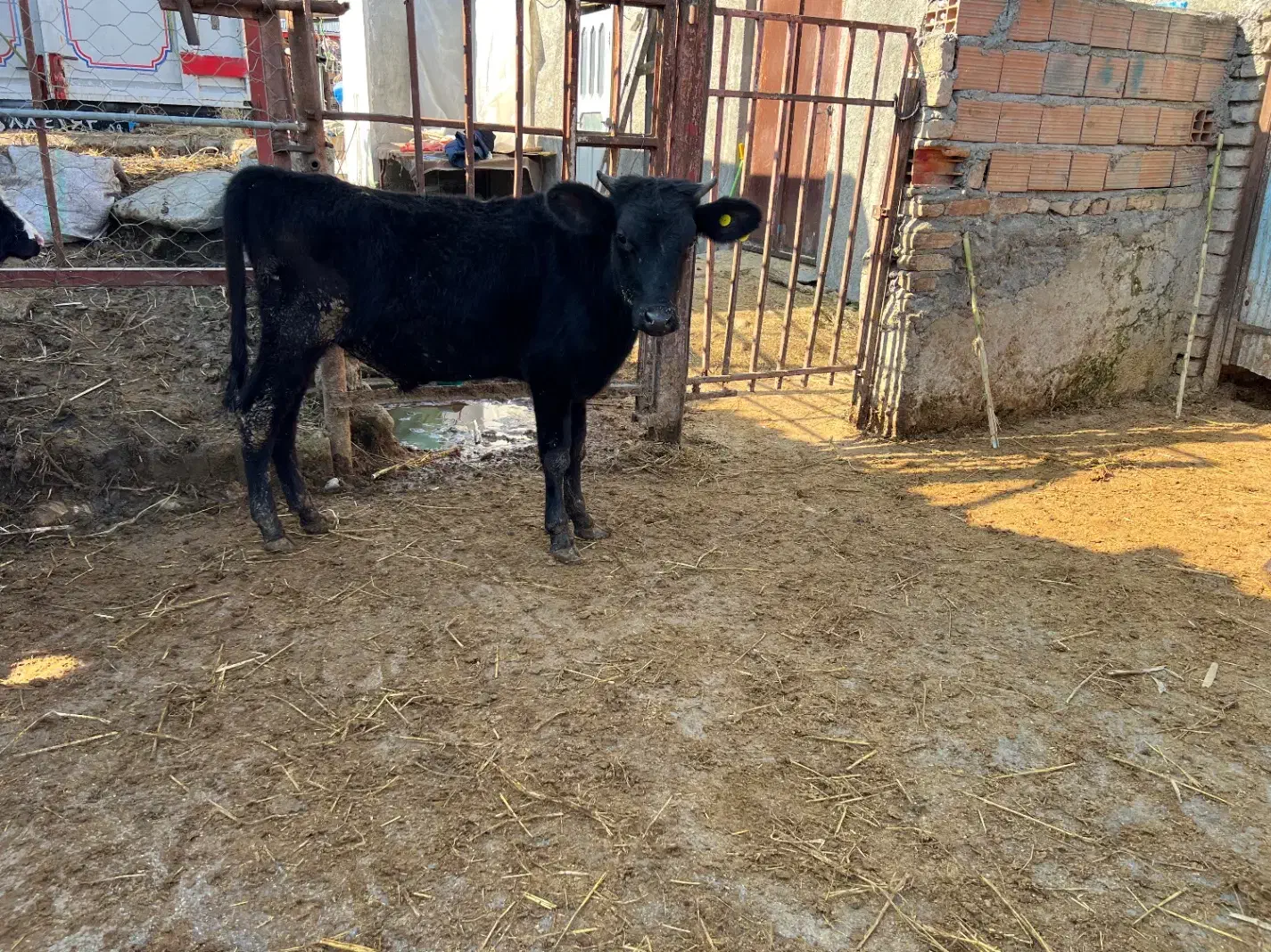 فروش تعدادبیست راس دورگ گیل|حیوانات مزرعه|جوادآباد, |دیوار