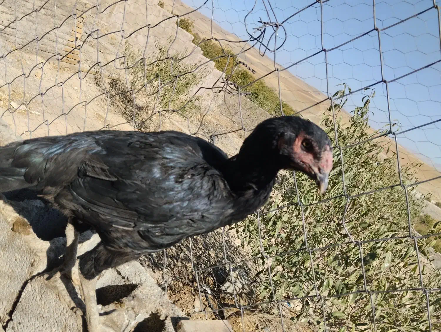 مرغ لاری و گلین و محلی|حیوانات مزرعه|بروجرد, |دیوار