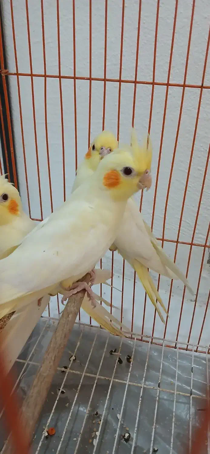 ۴ عدد عروس هلندی لوتینو طوطی به همراه قفس|پرنده|تهران, کوی بیمه|دیوار
