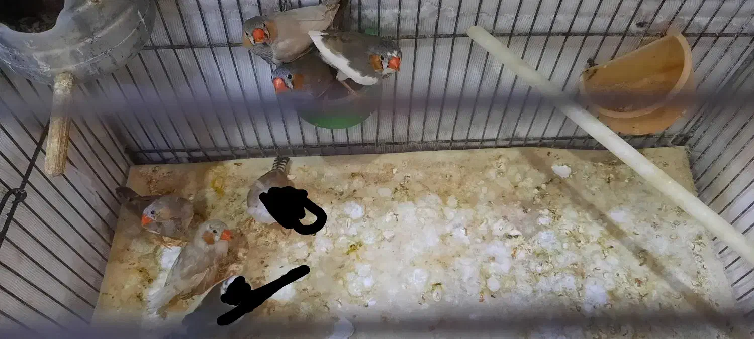 فنچ|پرنده|مشهد, کوثر|دیوار