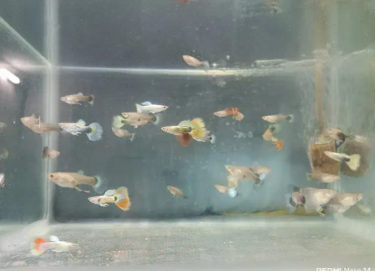 ماهی گوپی|ماهی|مشهد, محمدآباد|دیوار