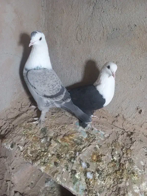 یک جفت کله سفید|پرنده|شهرآباد, |دیوار