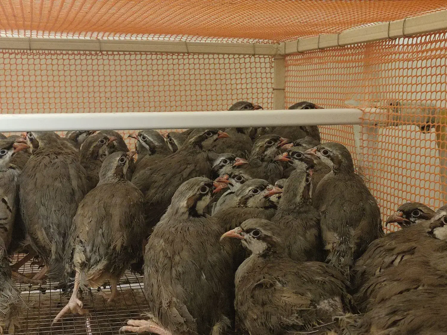 پرنده پرورشی|حیوانات مزرعه|یزد, |دیوار