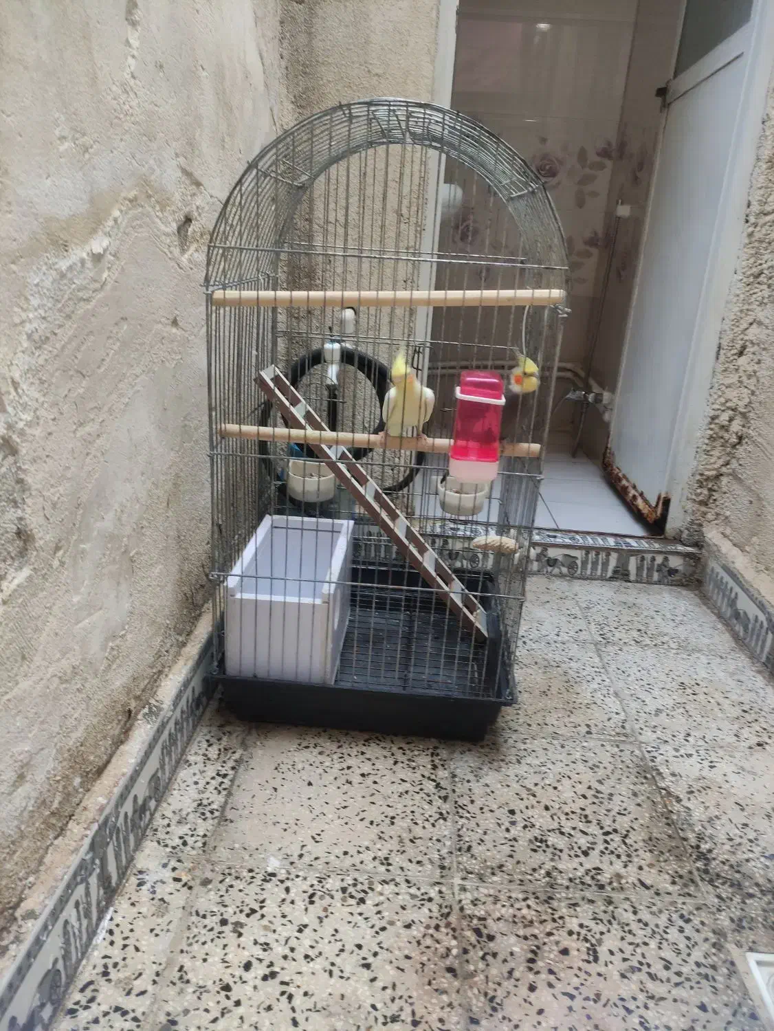 پرنده عروس هلندی|پرنده|چهاردانگه (تهران), |دیوار