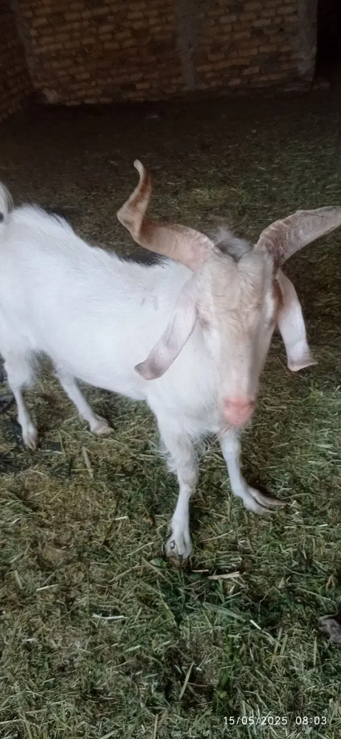 چبش سانن اصل|حیوانات مزرعه|بیرجند, |دیوار