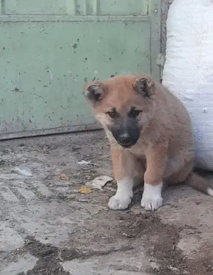 سگ مهربون|سگ|دزفول, |دیوار