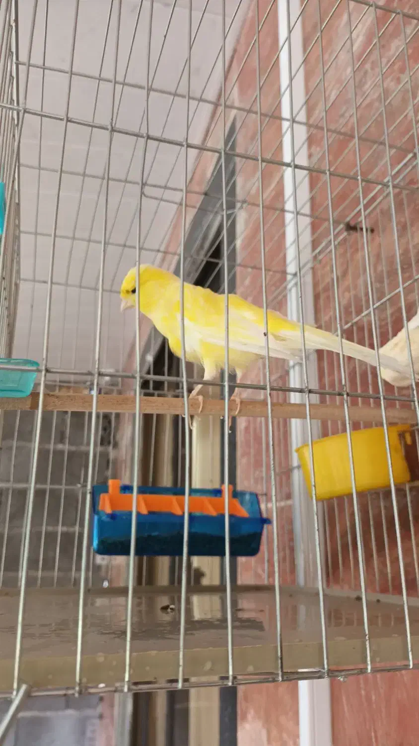 قناری ماده رسمی بلند|پرنده|لاهیجان, بازکیاگوراب|دیوار