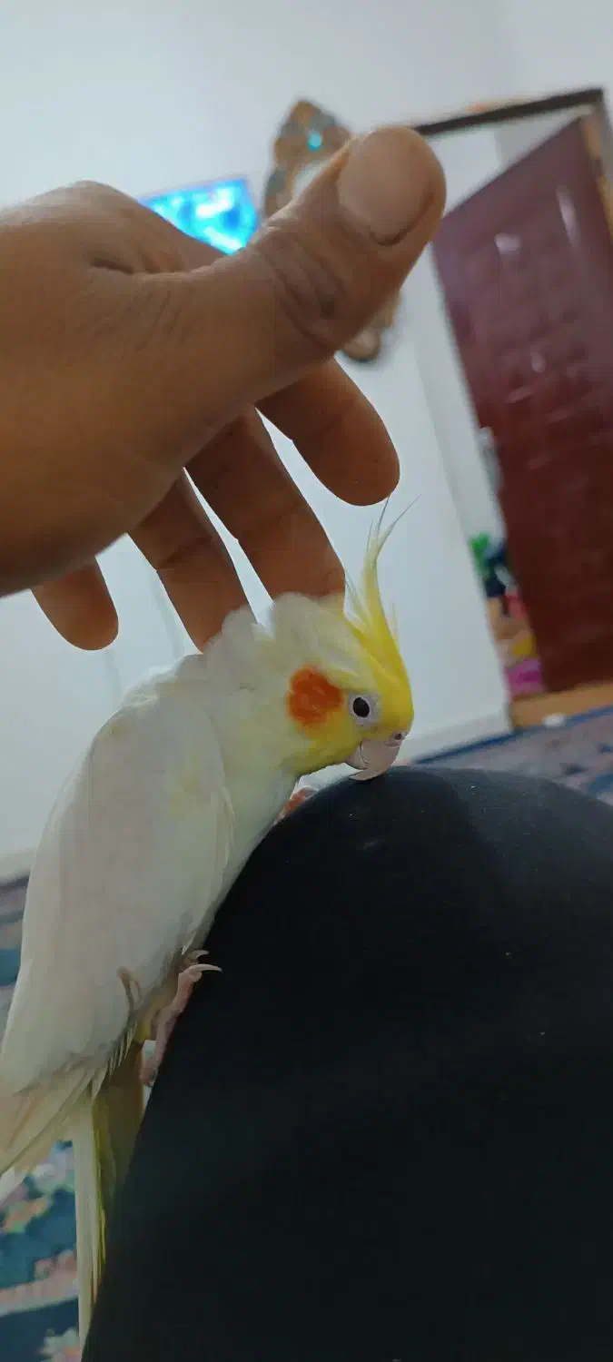 عروس ماده اماده جفت گیری|پرنده|چغادک, |دیوار