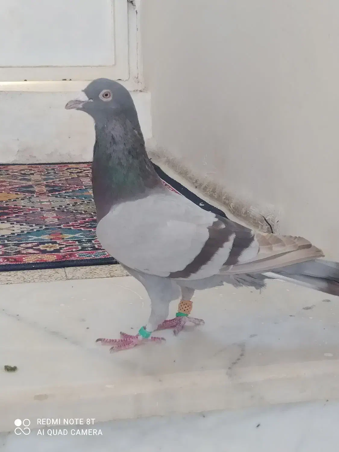 کبوتر مشکی دورگ|پرنده|اسفراین, |دیوار