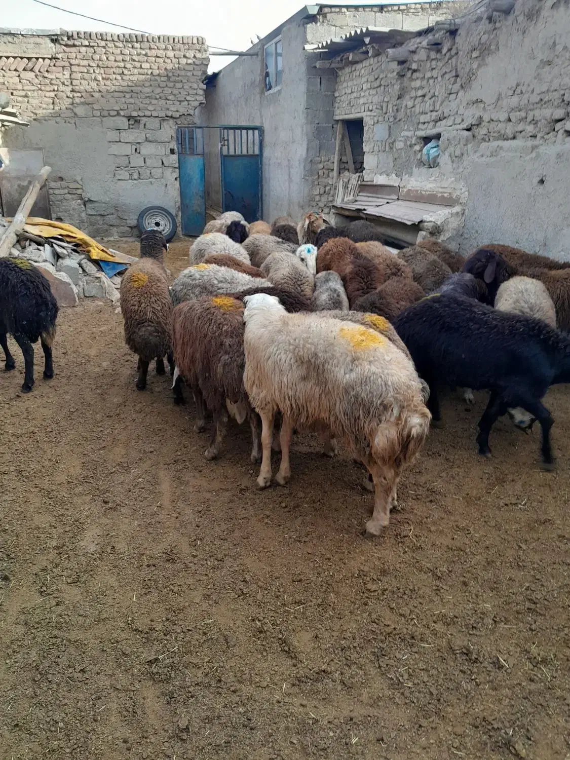 بره نر ماده برای قربانی|حیوانات مزرعه|صفادشت, |دیوار