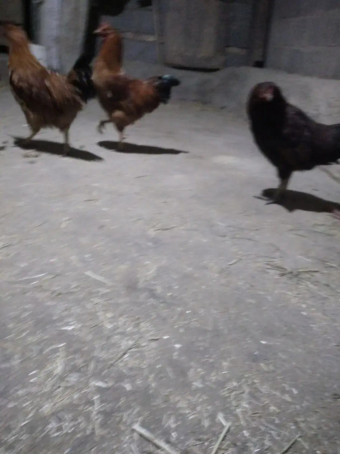 تعدادی مرغ خروس محلی|حیوانات مزرعه|سراب, |دیوار