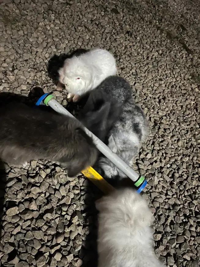 خرگوش لوپ ترکیش عروسکی|موش و خرگوش|تولم شهر, |دیوار