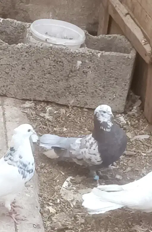 طوقی وکاشانی.تهرانی.بادوچرخه|پرنده|شاهینشهر, گرگاب|دیوار