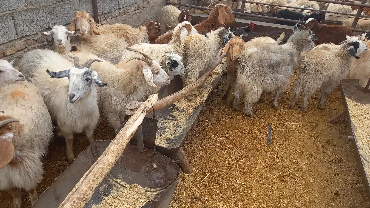 بز گیسه آبستن|حیوانات مزرعه|سیرجان, |دیوار