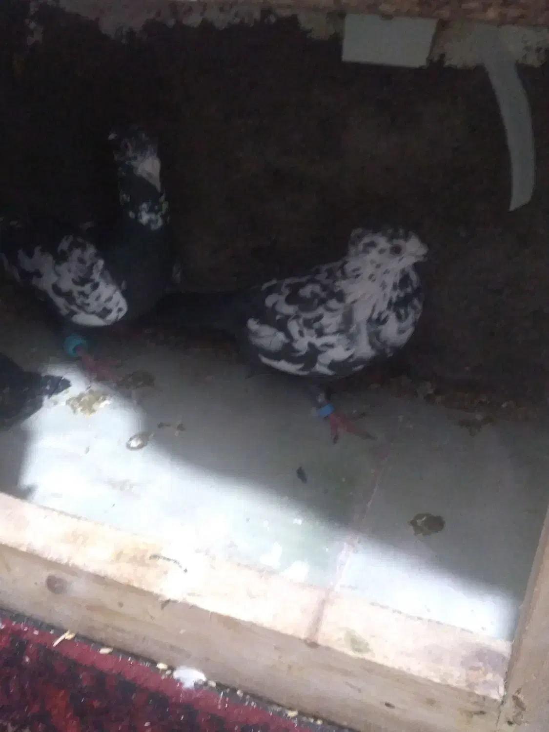 سلام الیک سلامتی|پرنده|رشتخوار, |دیوار