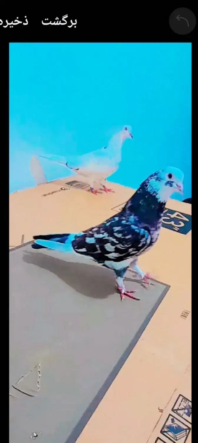 سرور|پرنده|پارس‌آباد, |دیوار