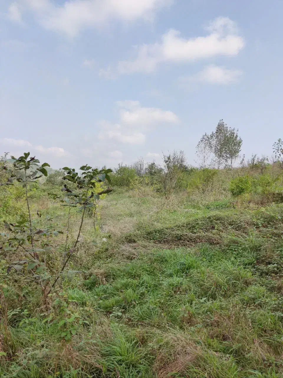 زمین قابل ساخت باانشعابات دربابلکنار|فروش دفتر صنعتی، کشاورزی، تجاری|مرزیکلا, |دیوار