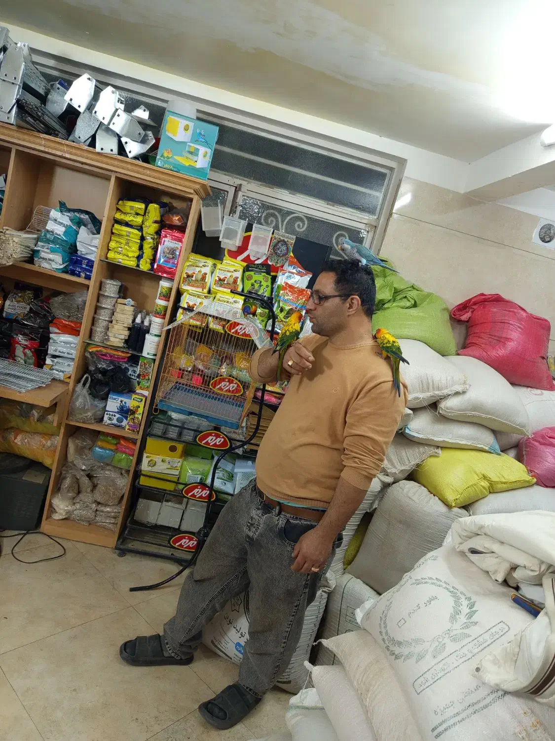 فروش انواع پرندگان|پرنده|قم, خاکفرج|دیوار