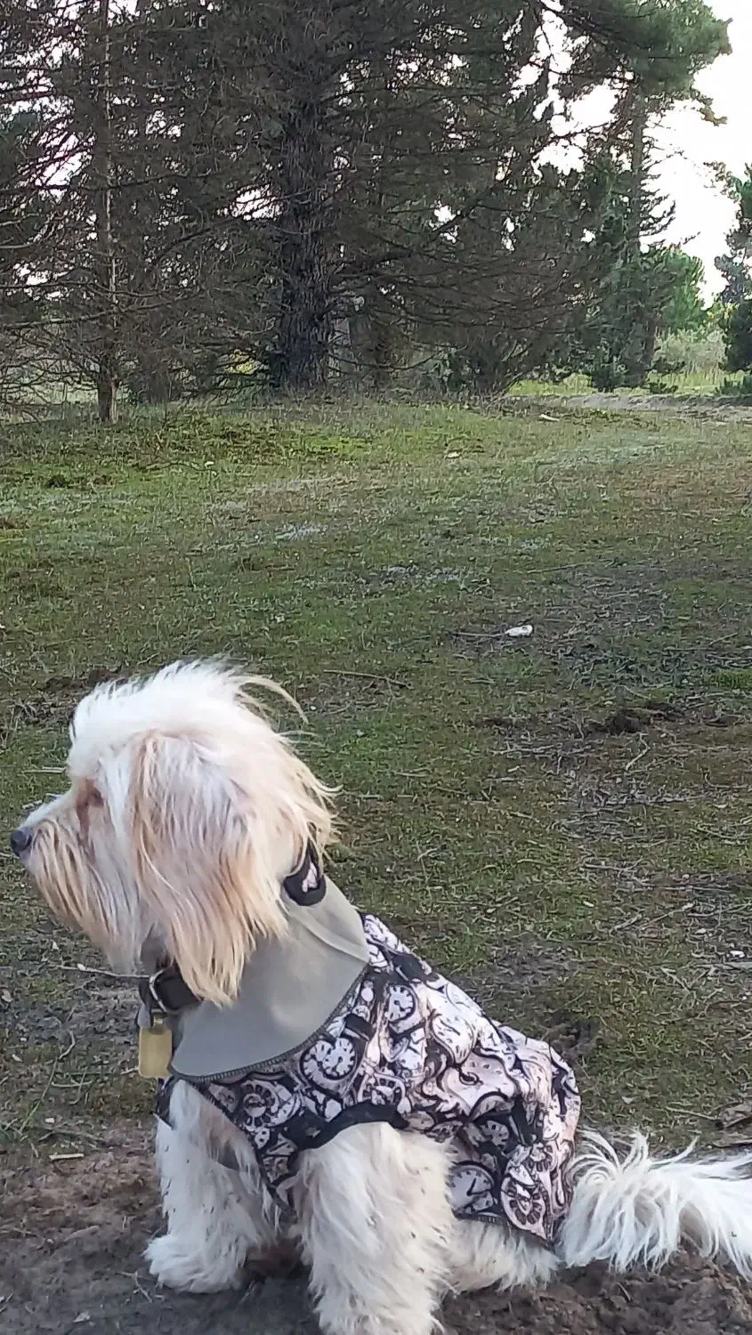 سگ شیتزوتریرفروشی|سگ|لاهیجان, لاشیدان|دیوار