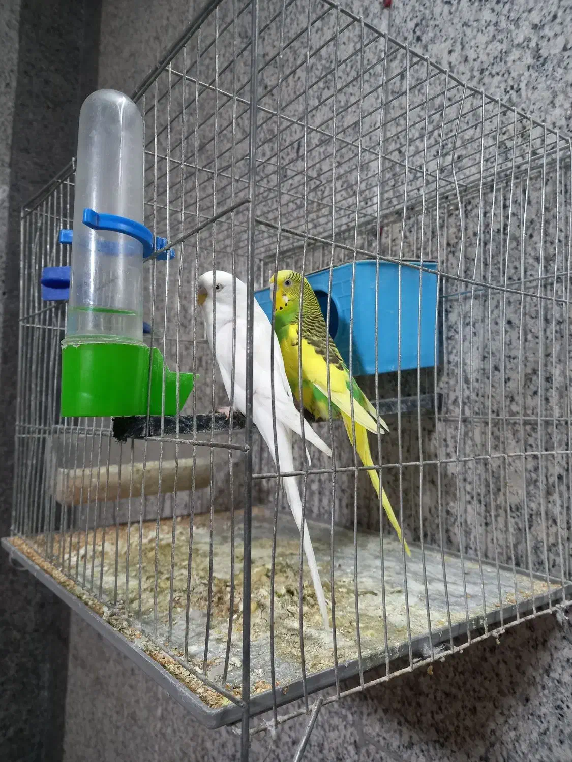 مرغ عشق دمه تخم|پرنده|ری, شهرک نظامی|دیوار