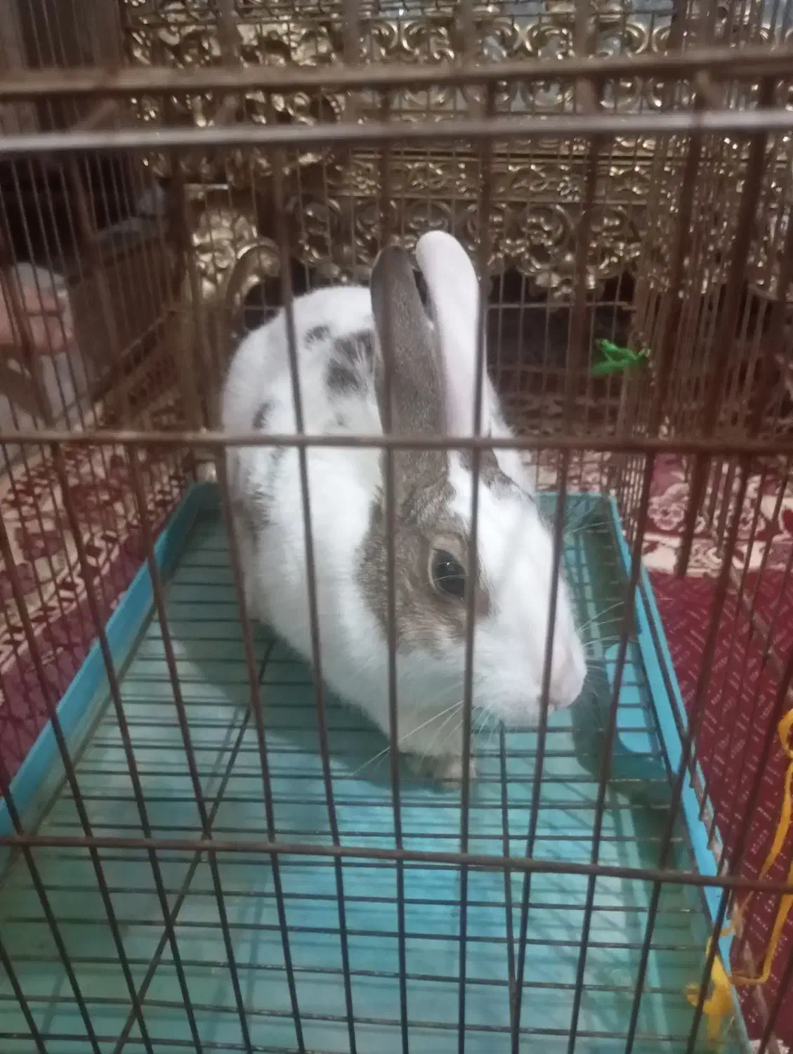 خرگوش نر|موش و خرگوش|تبریز, |دیوار