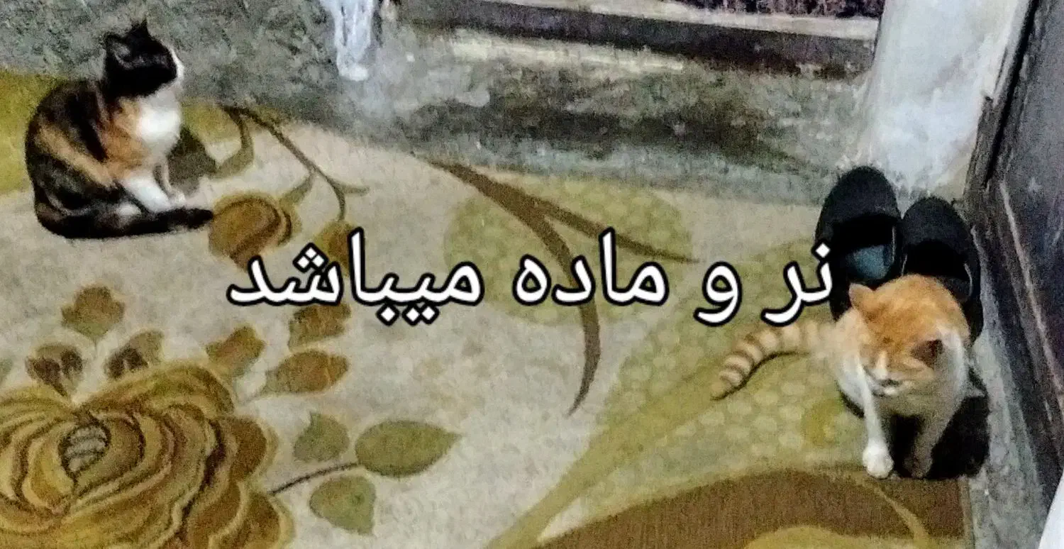 توله گربه اپارتمانی نژاد میکس واکسن اولیه زده شده|گربه|چالوس, |دیوار