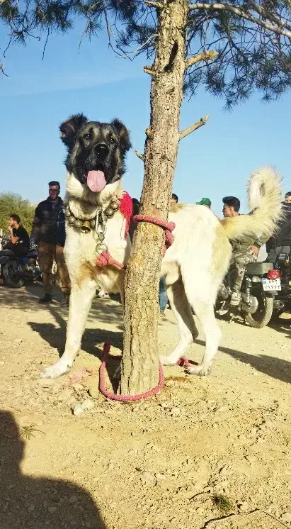 توله سگ سرابی ذات قدیم|سگ|مبارکه, |دیوار