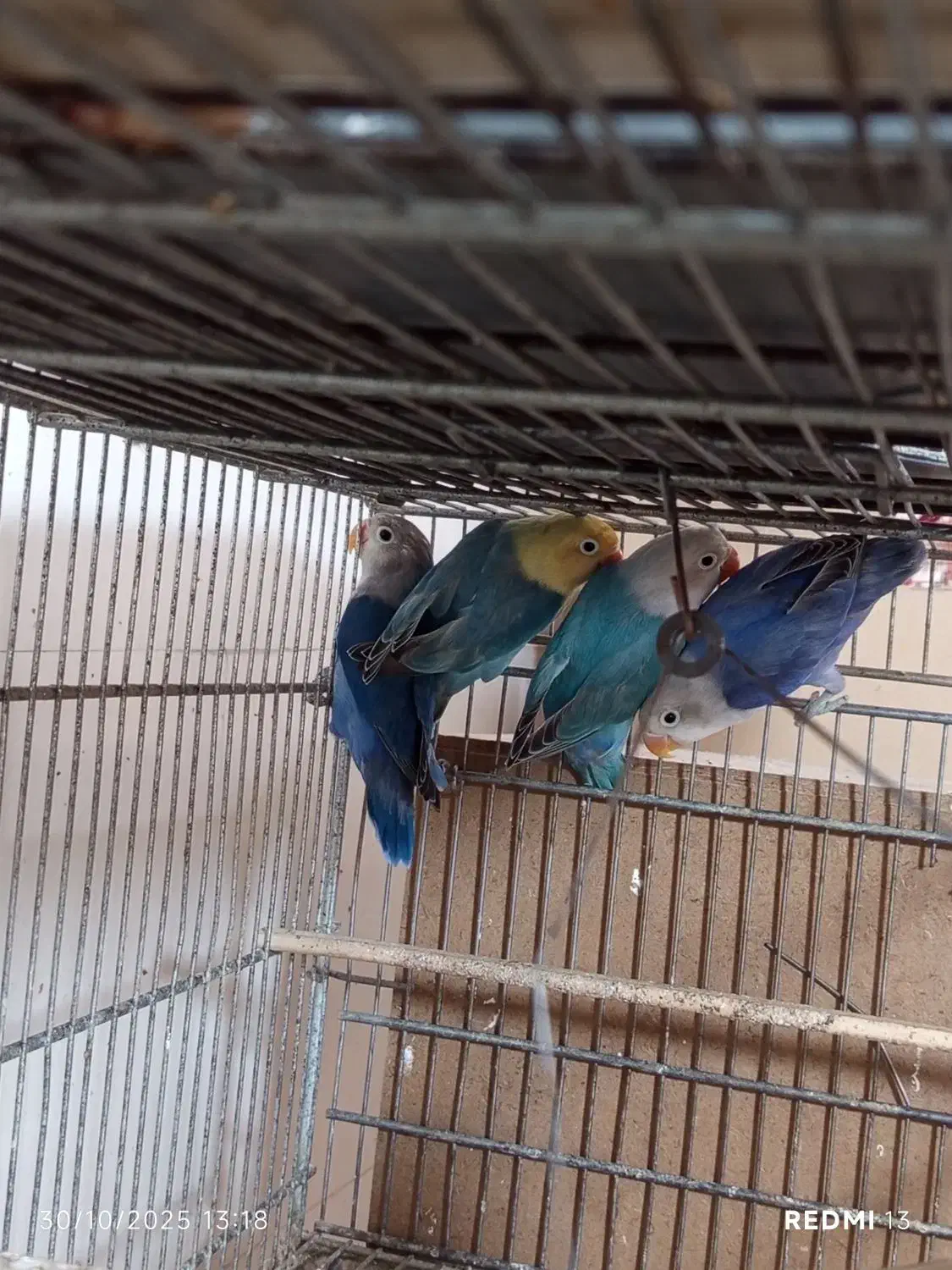 طوطی کوتوله برزیلی|پرنده|زاهدان, |دیوار