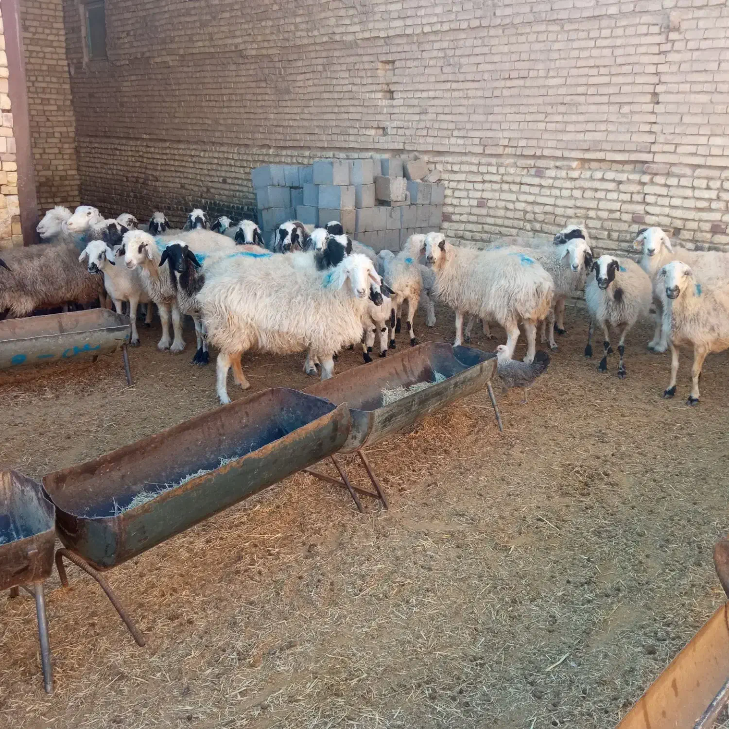 میش عراقی|حیوانات مزرعه|بهمن صغاد, |دیوار