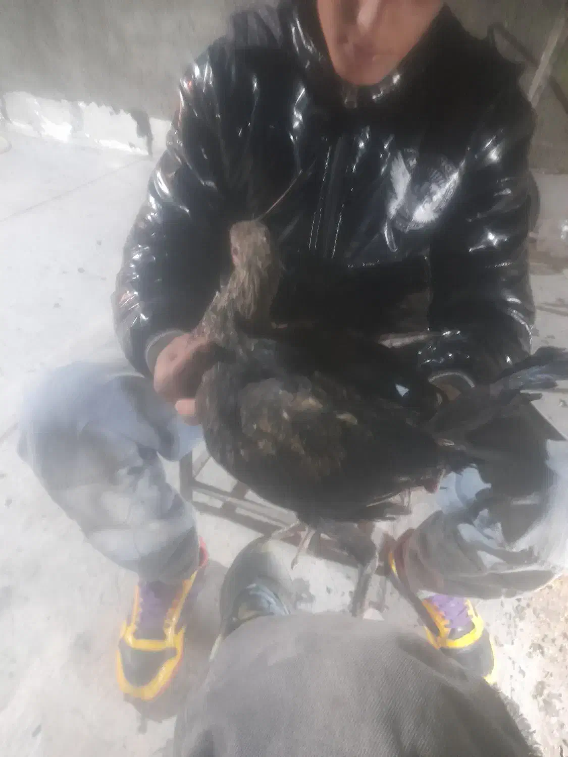 لاری خروس ۳ ماه بشرط|حیوانات مزرعه|پاکدشت, پارچین|دیوار