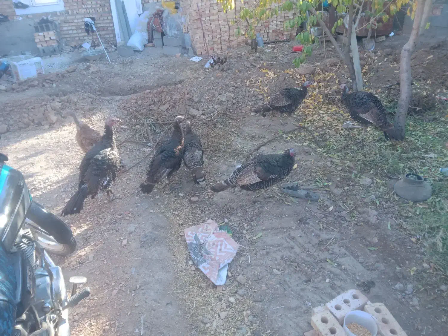 فروش۷عددبوقلمون|حیوانات مزرعه|شبستر, |دیوار