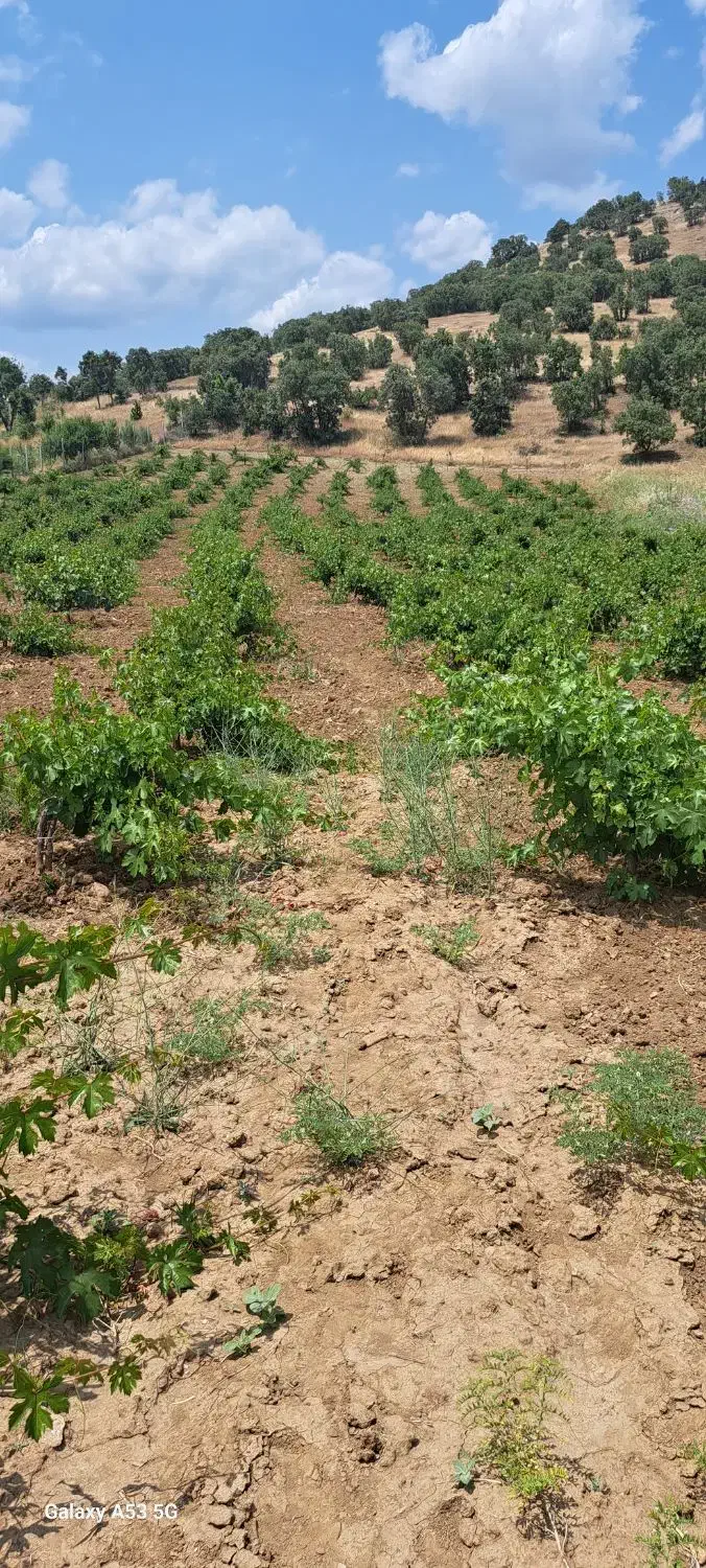 فروش باغ|فروش زمین و ملک کلنگی|مریوان, |دیوار