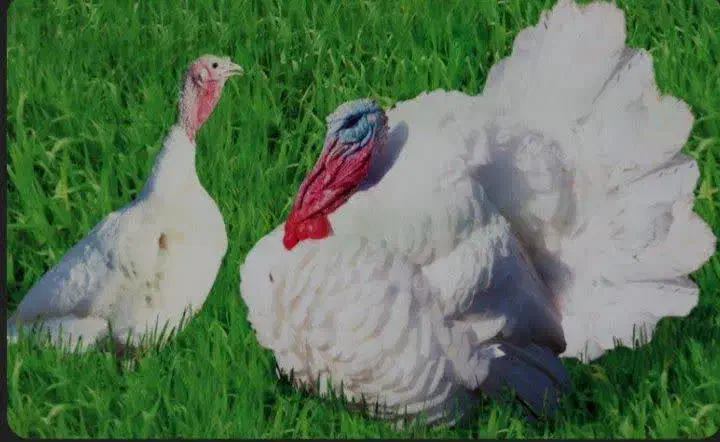 بوقلمون پرورشی ارگانیک کیلوی ۱۸۰هزار تومان زنده|حیوانات مزرعه|اندیمشک, |دیوار