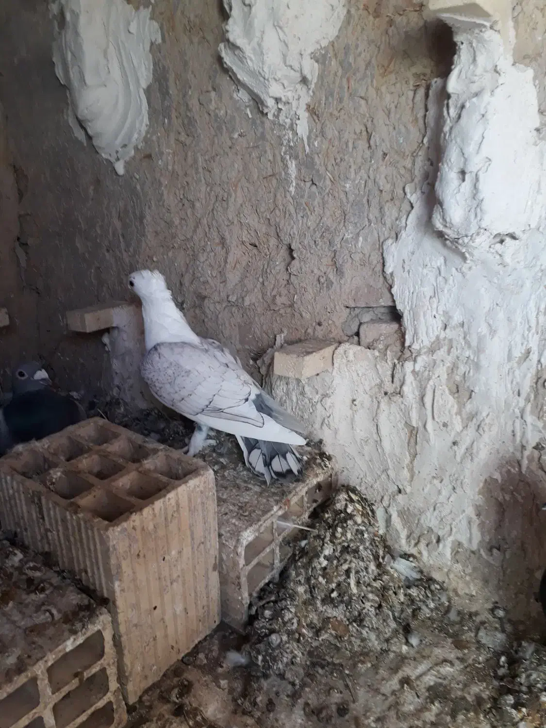 کبوتر|پرنده|جهرم, |دیوار